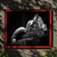 Serene Black and White Fox Resting Animal Poster PosterGoat
