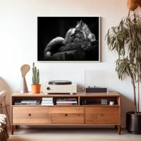 Serene Black and White Fox Resting Animal Poster PosterGoat