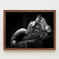 Serene Black and White Fox Resting Animal Poster PosterGoat