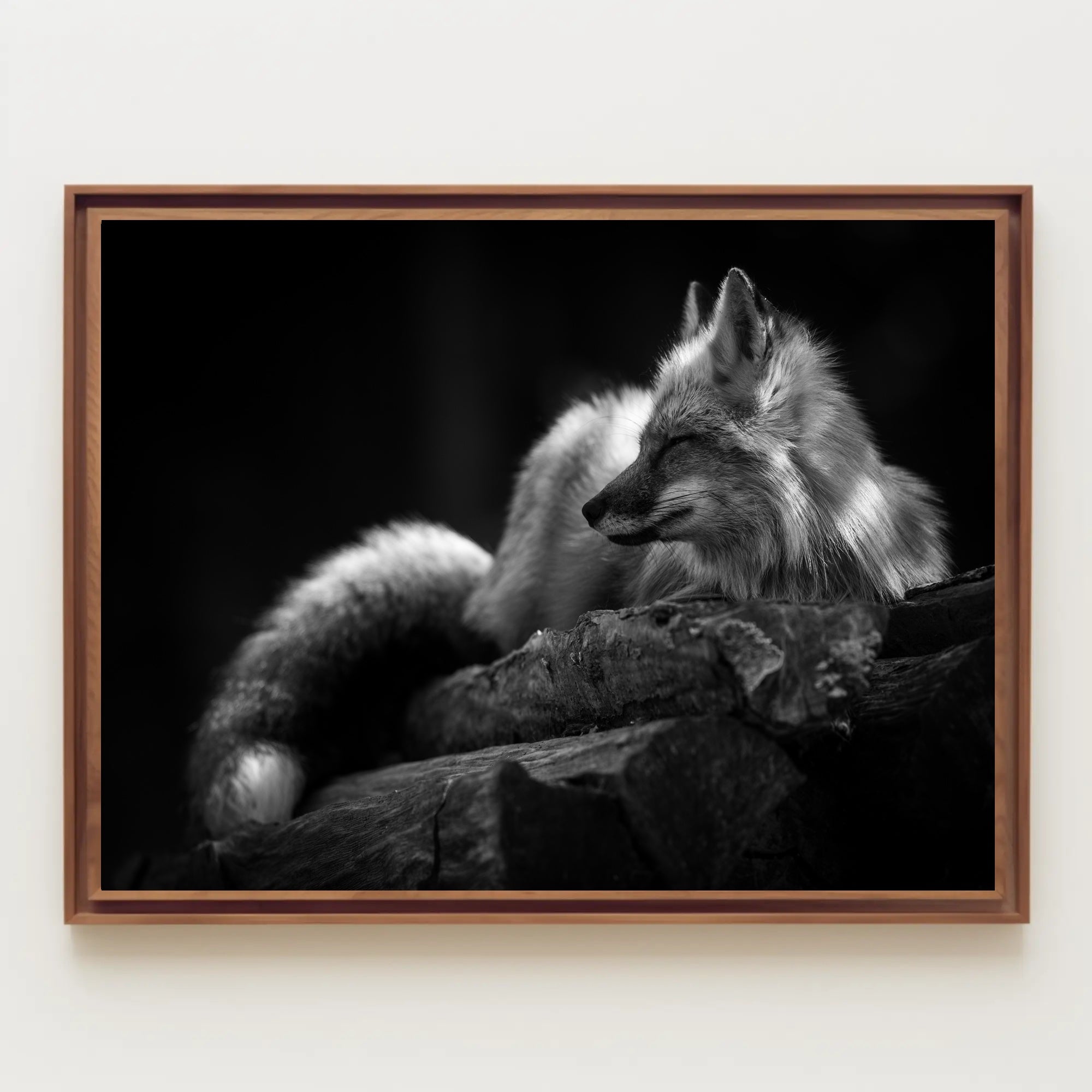 Serene Black and White Fox Resting Animal Poster PosterGoat