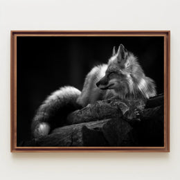 Serene Black and White Fox Resting Animal Poster PosterGoat