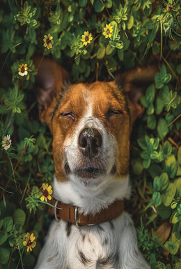 Serene Dog in Nature Close-Up: Animal Poster PosterGoat