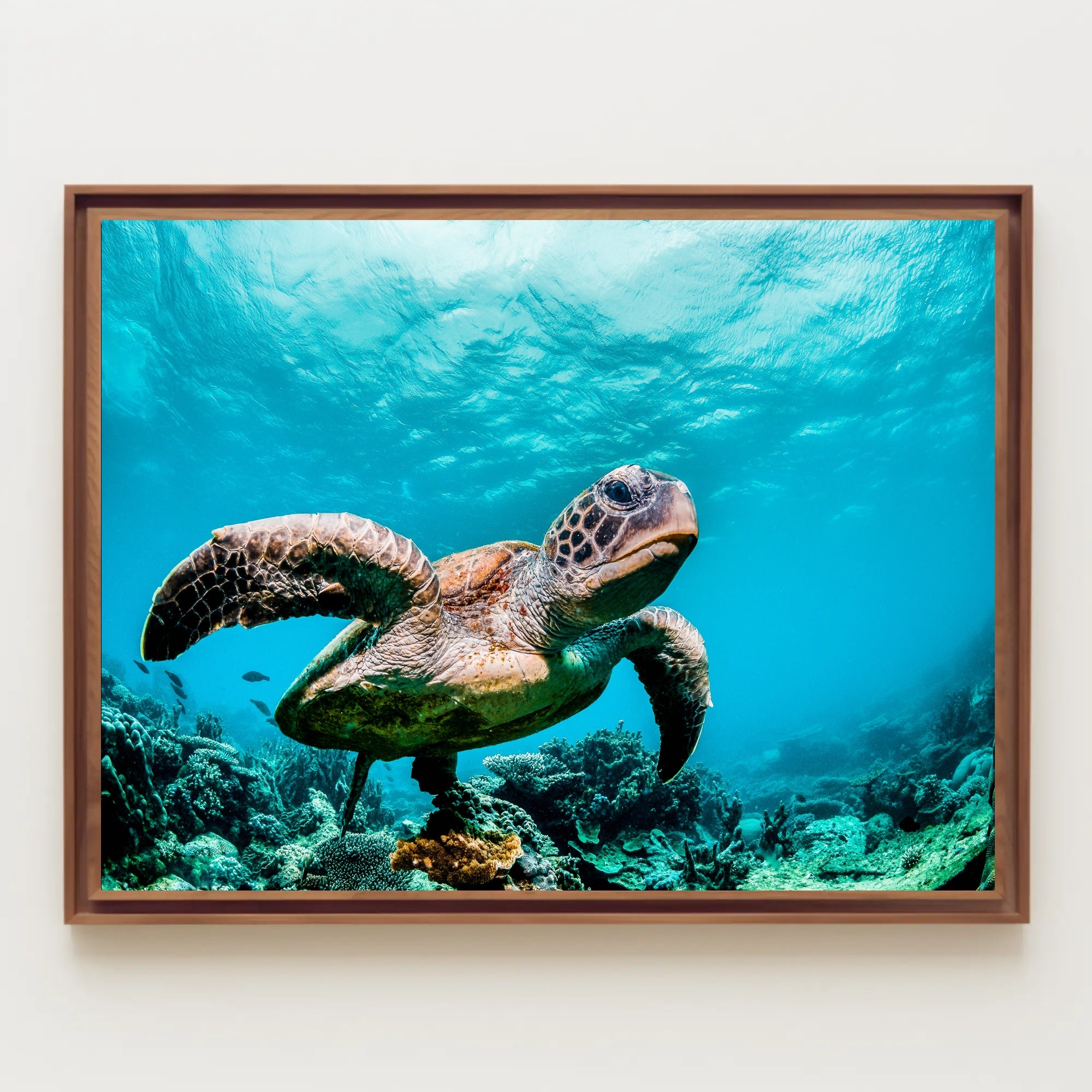Serene Sea Turtle Swimming Over Coral Animal Poster PosterGoat