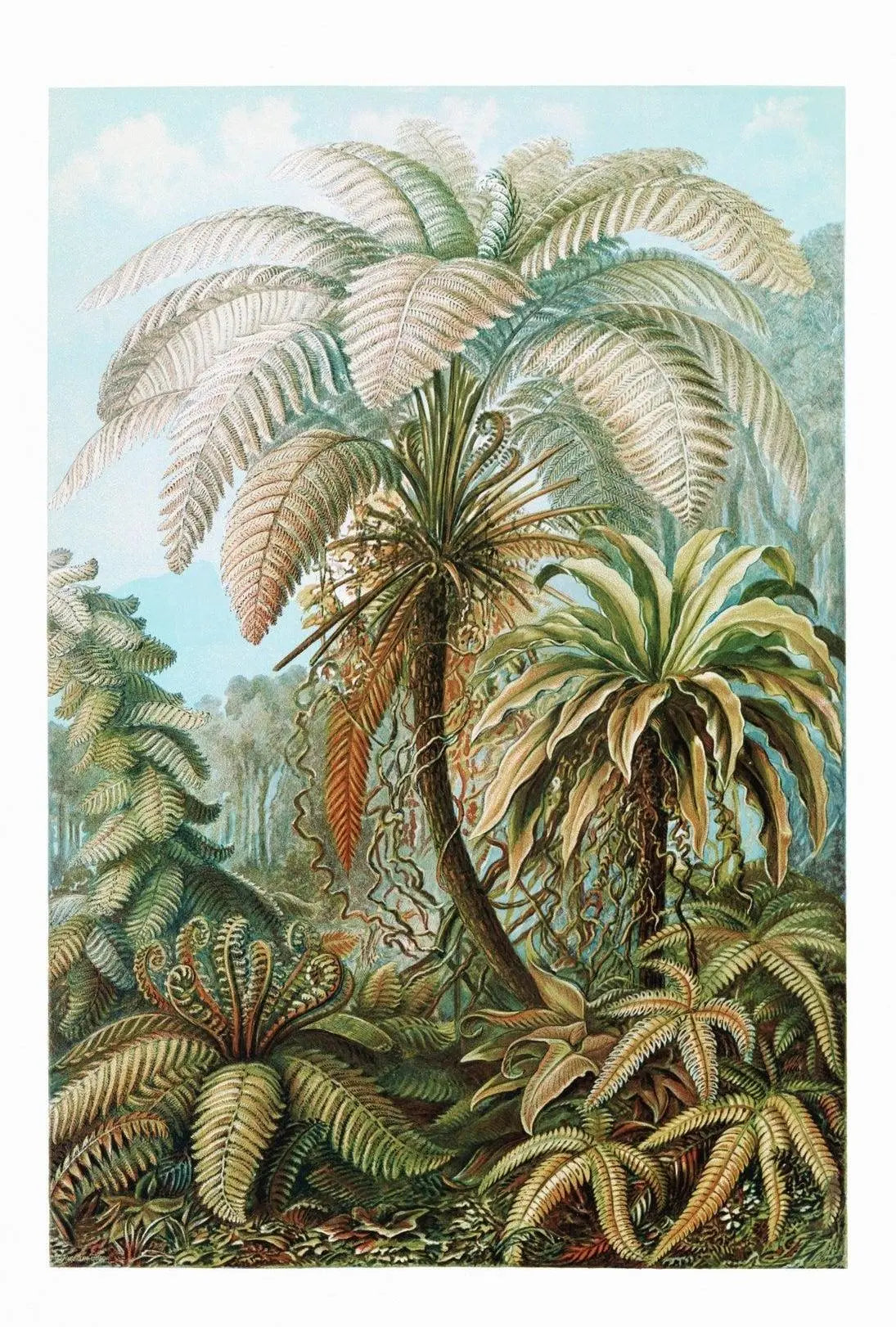 Tropical Jungle Ferns in Botanical Art National Park Poster PosterGoat