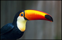 Tropical Toucan in Lush Jungle Setting: Animal Poster PosterGoat