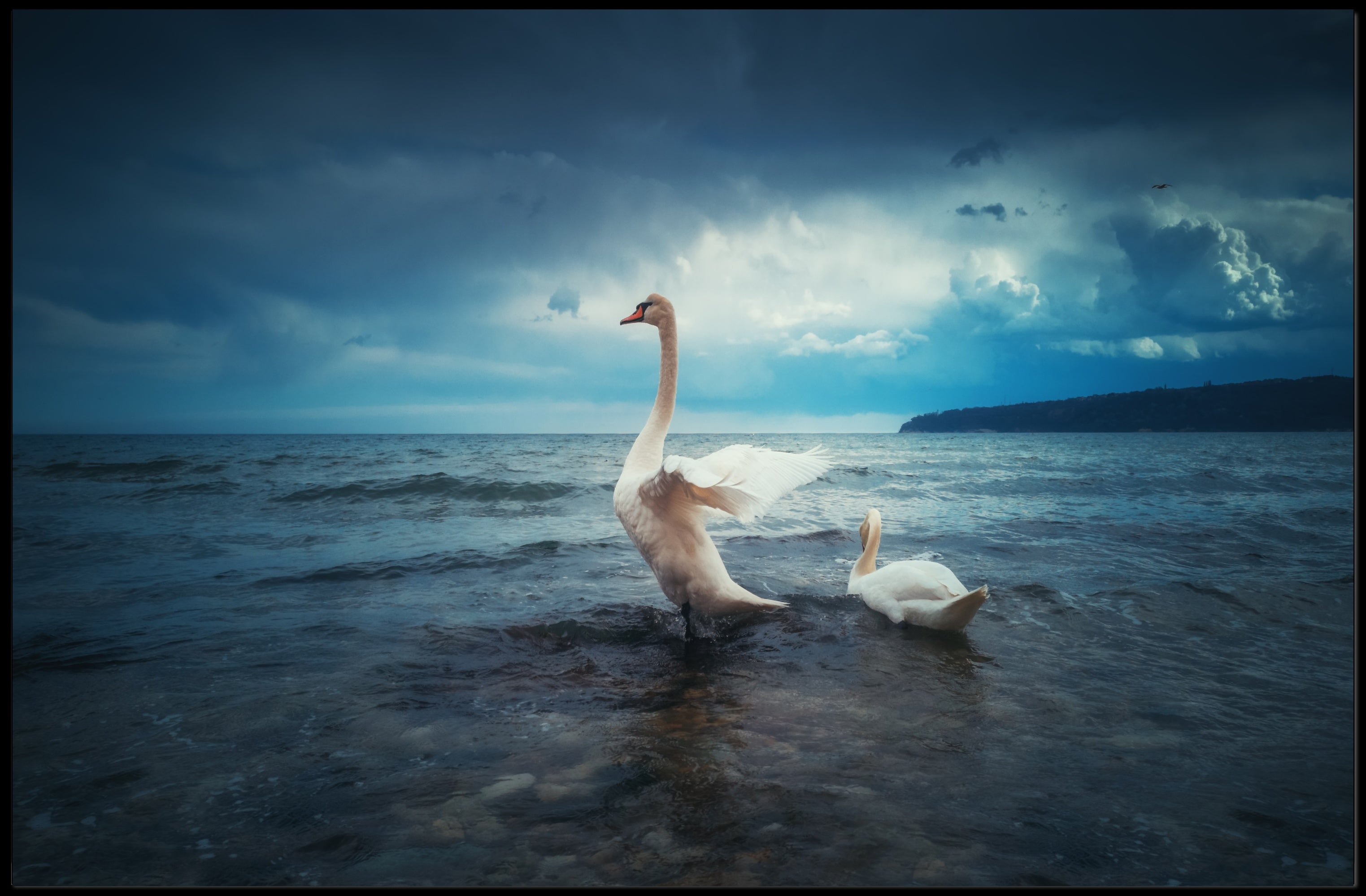Two Swans in Serene Nature Setting Animal Poster PosterGoat