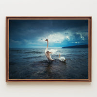 Two Swans in Serene Nature Setting Animal Poster PosterGoat