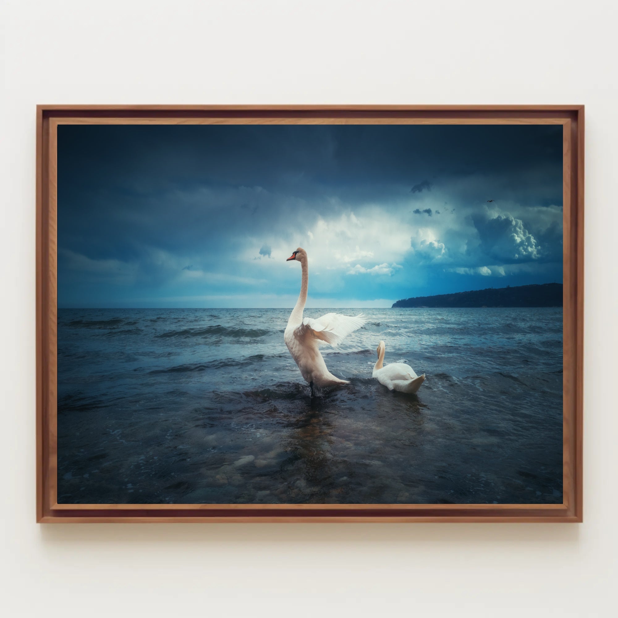 Two Swans in Serene Nature Setting Animal Poster PosterGoat