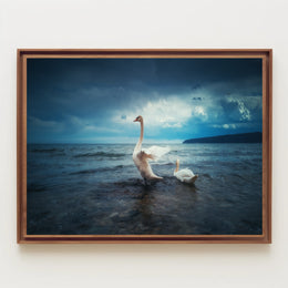 Two Swans in Serene Nature Setting Animal Poster PosterGoat