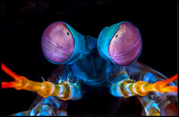 Vibrant Mantis Shrimp Art Print for Animal Poster PosterGoat