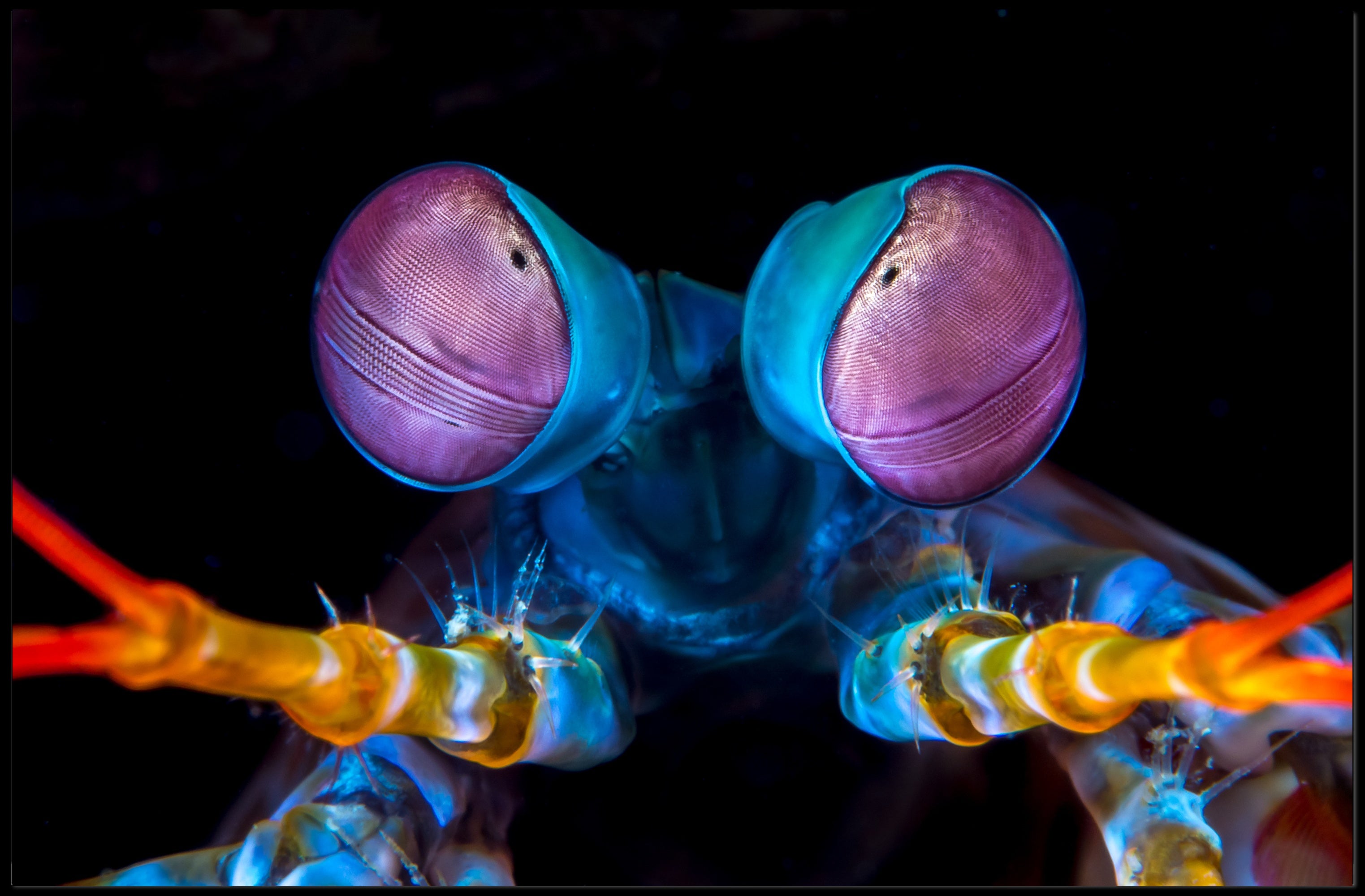 Vibrant Mantis Shrimp Art Print for Animal Poster PosterGoat