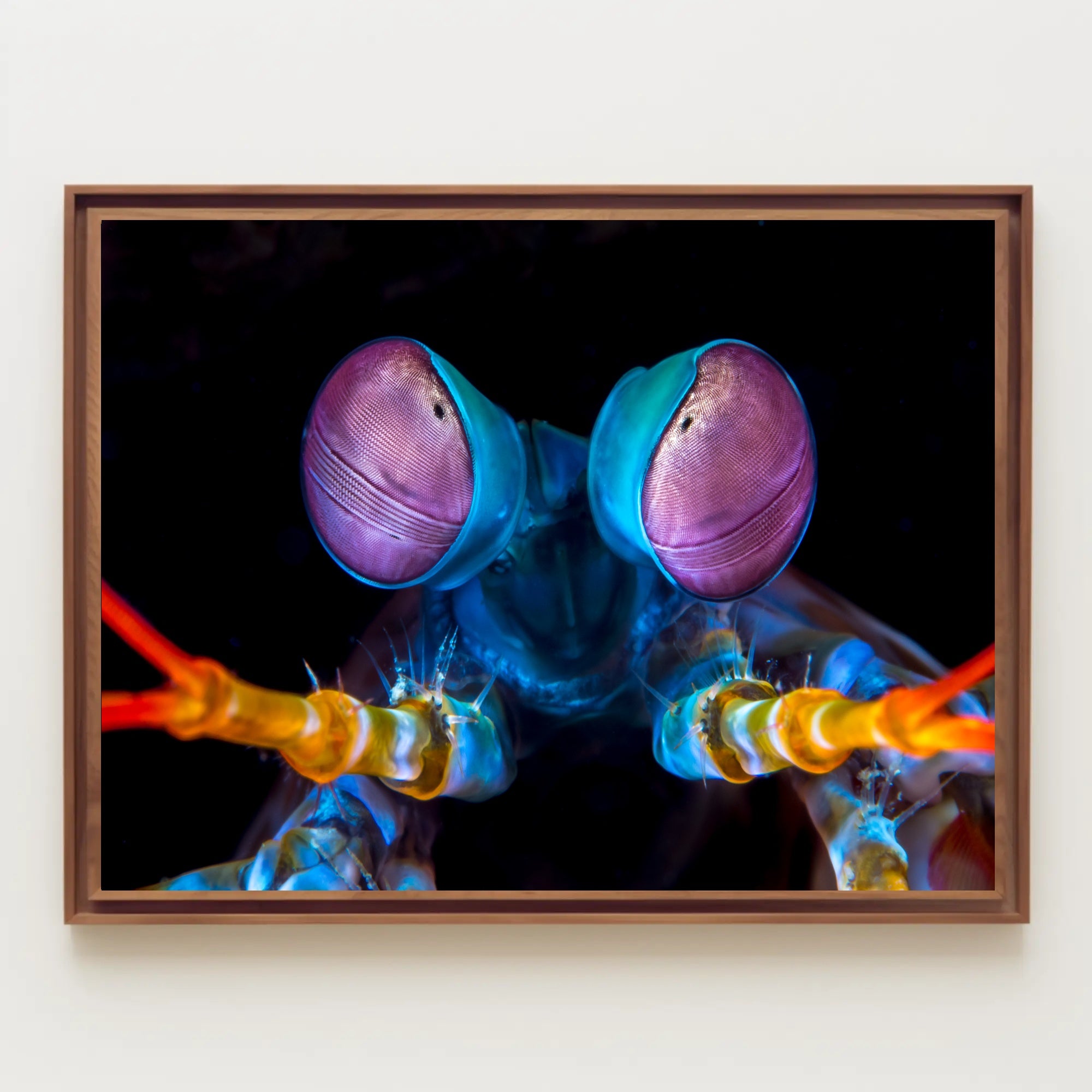 Vibrant Mantis Shrimp Art Print for Animal Poster PosterGoat