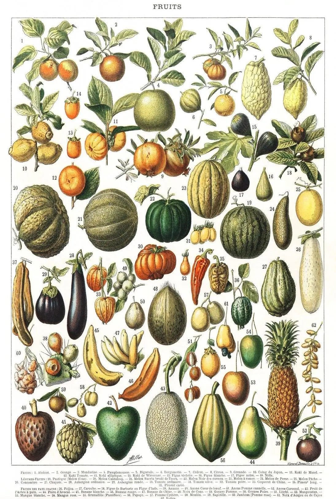 Vintage Botanical Fruits Illustration Historical or Presidential Poster PosterGoat
