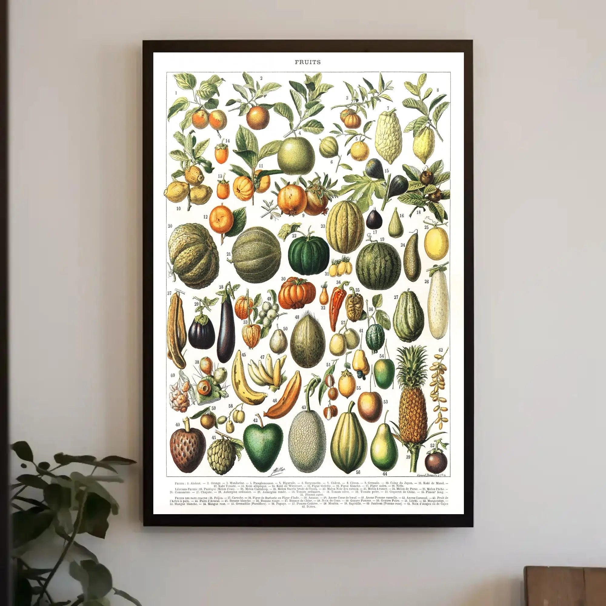 Vintage Botanical Fruits Illustration Historical or Presidential Poster PosterGoat