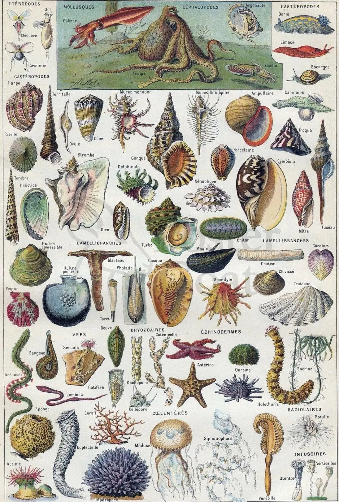 Vintage Marine Life Educational Chart: Animal Poster PosterGoat