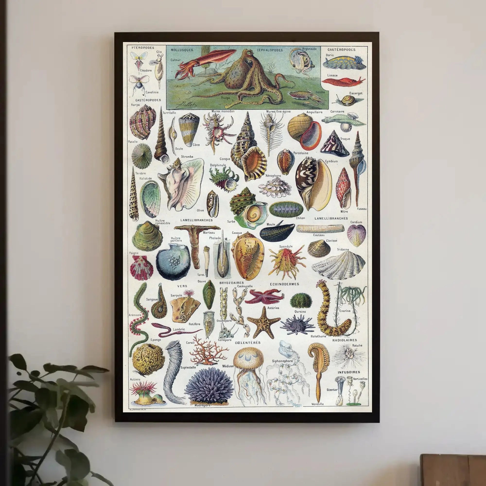 Vintage Marine Life Educational Chart: Animal Poster PosterGoat
