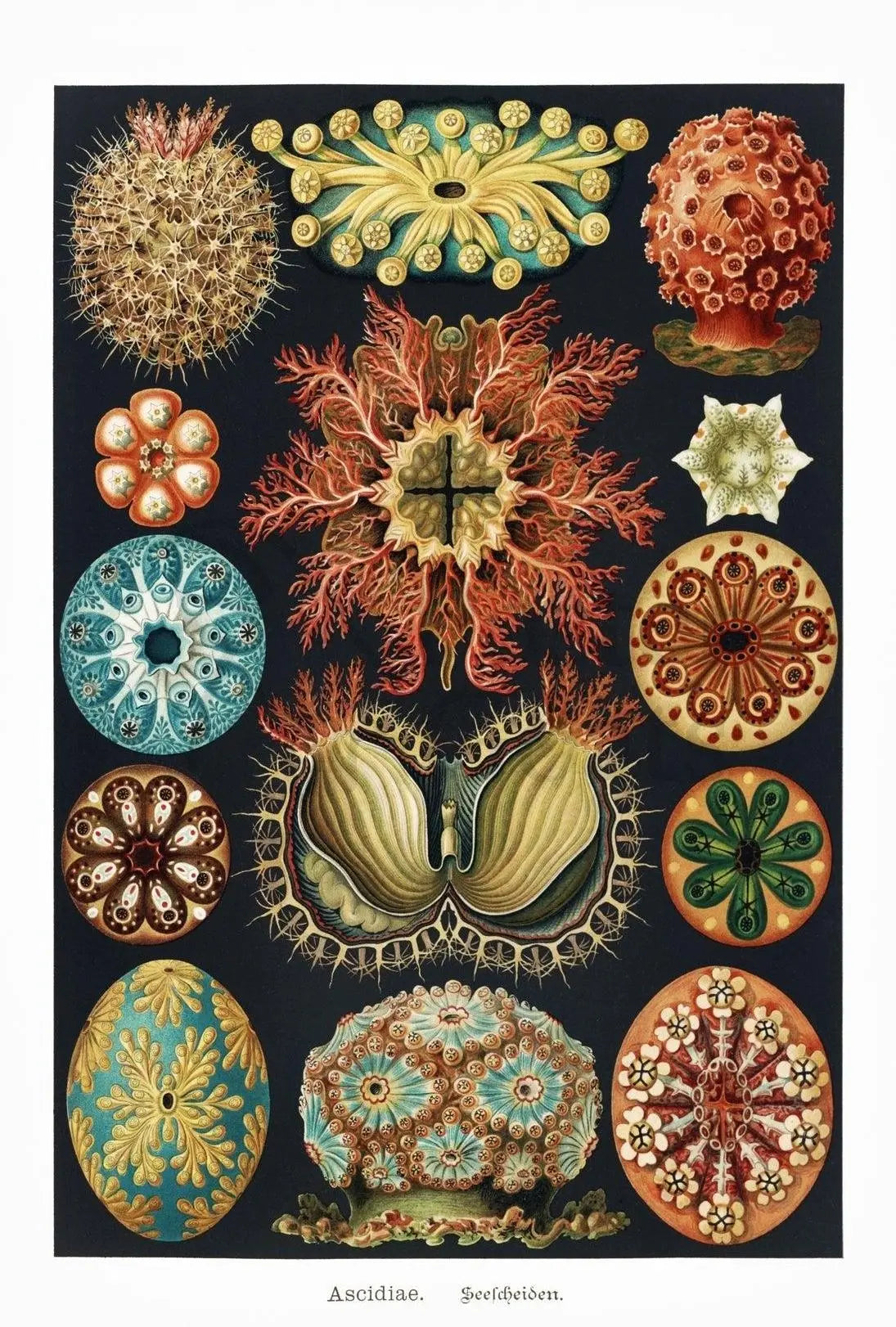 Vintage Scientific Illustration of Sea Squirts Animal Poster PosterGoat