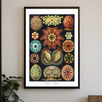 Vintage Scientific Illustration of Sea Squirts Animal Poster PosterGoat