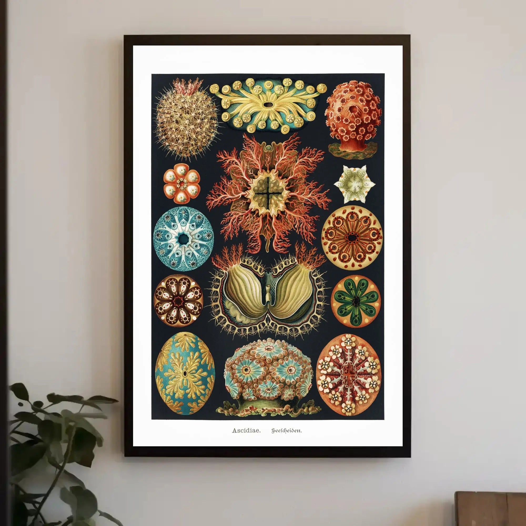 Vintage Scientific Illustration of Sea Squirts Animal Poster PosterGoat