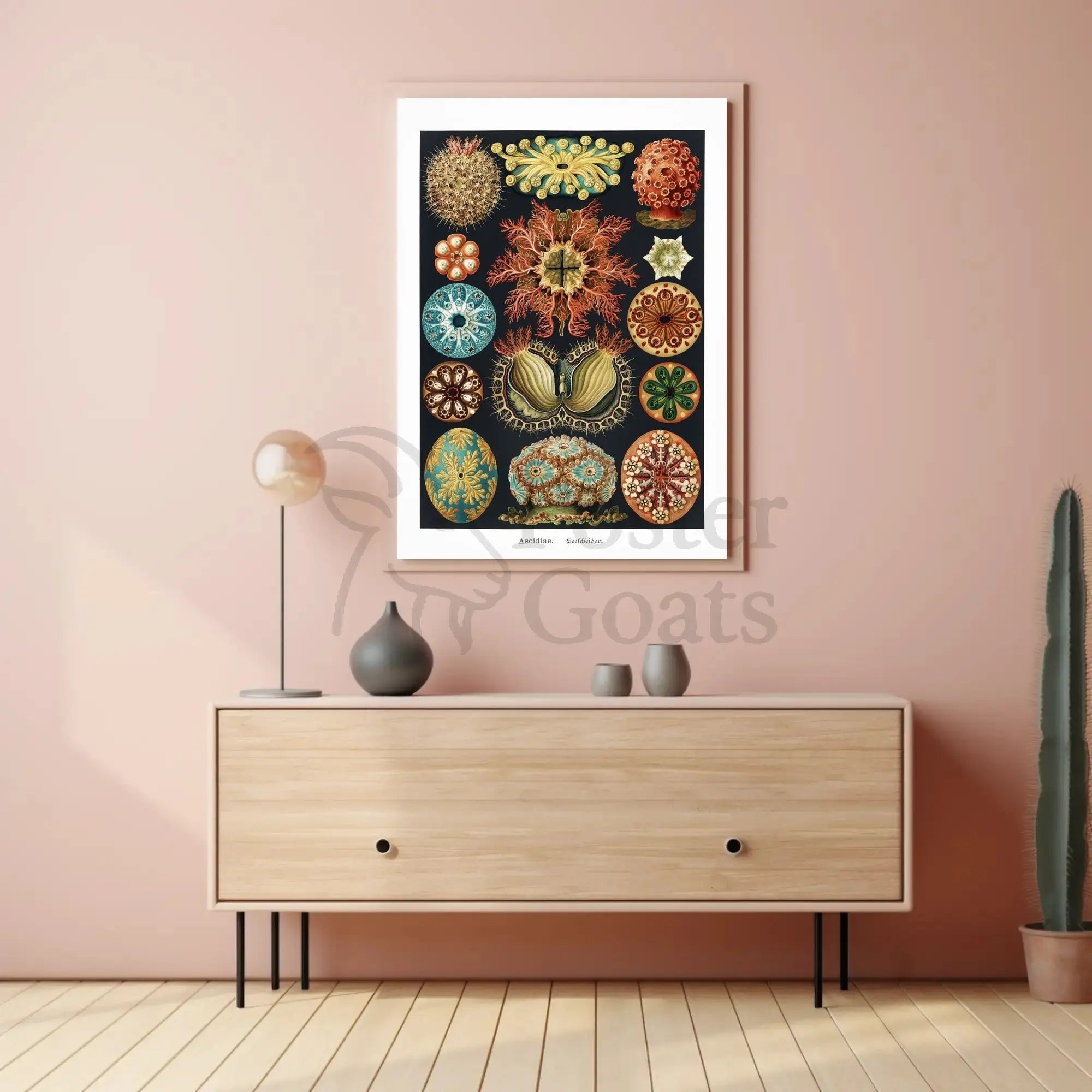 Vintage Scientific Illustration of Sea Squirts Animal Poster PosterGoat