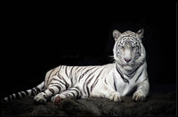 White Tiger Majesty On Rugged Surface Animal Poster PosterGoat