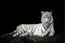 White Tiger Majesty On Rugged Surface Animal Poster PosterGoat