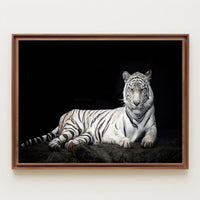 White Tiger Majesty On Rugged Surface Animal Poster PosterGoat
