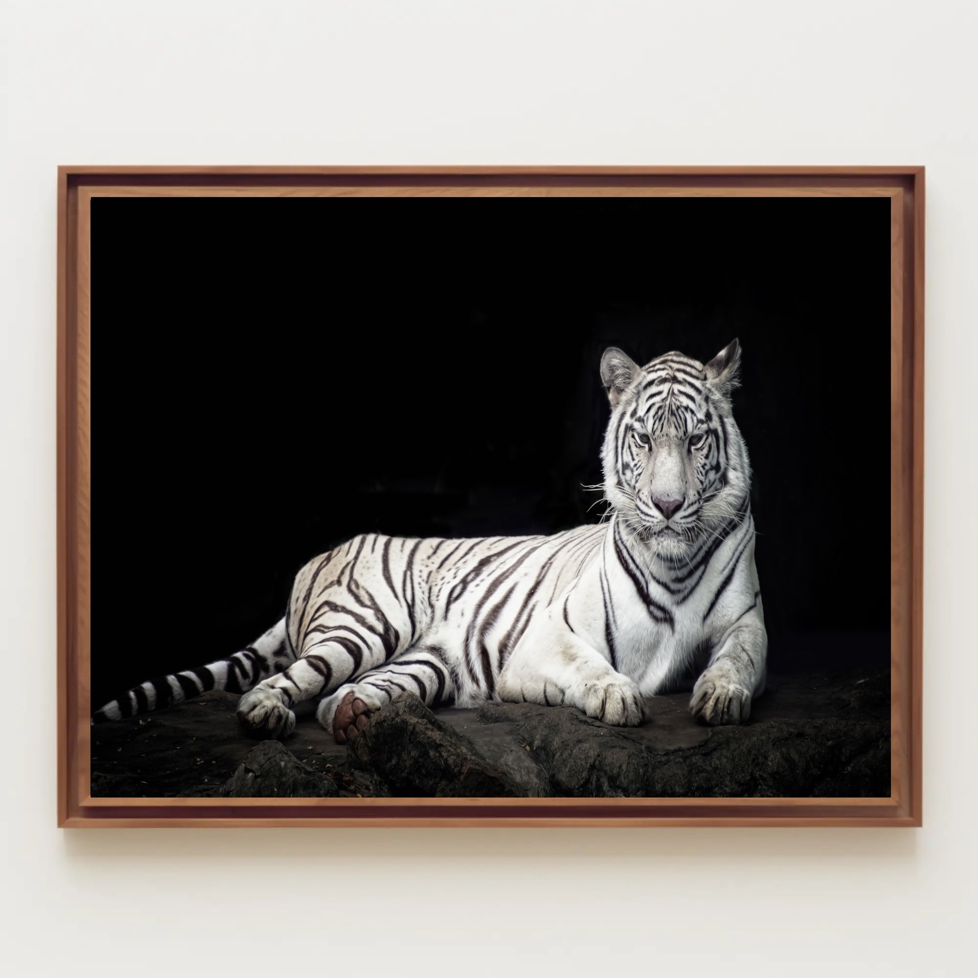 White Tiger Majesty On Rugged Surface Animal Poster PosterGoat