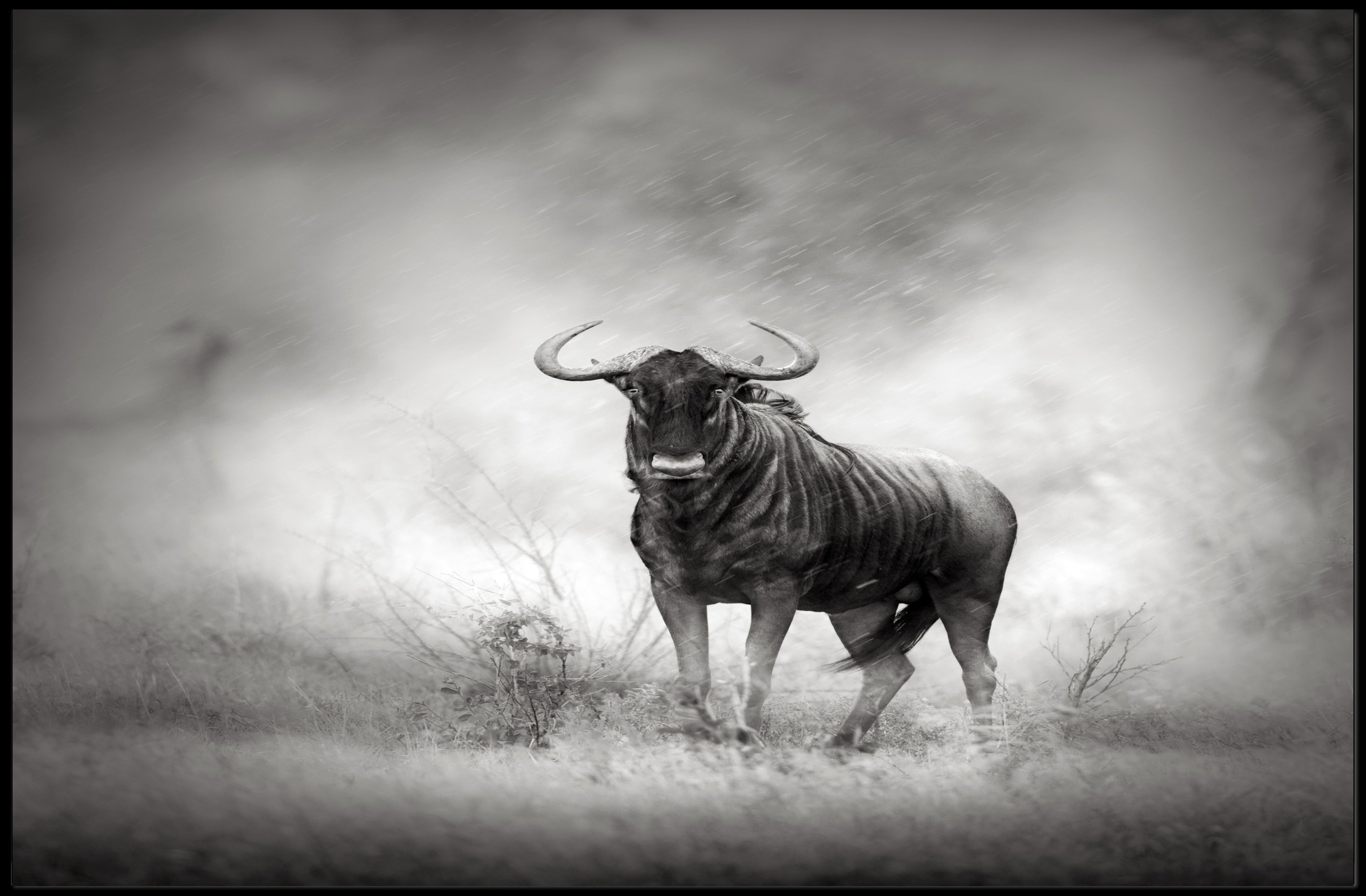 Wildebeest Serenade: Black and White Photographic Animal Poster PosterGoat