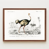 Ostrich Exploration in Ancient Continent Animal Poster