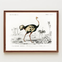 Ostrich Exploration in Ancient Continent Animal Poster