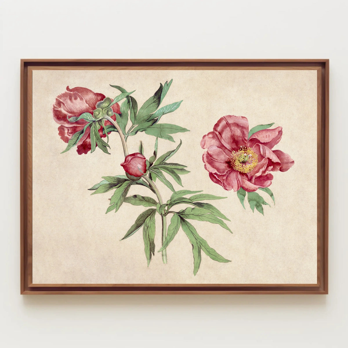 Botanical Elegance Red-Peony Flowers Vintage Artistic Poster