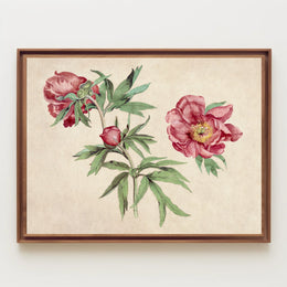 Botanical Elegance Red-Peony Flowers Vintage Artistic Poster