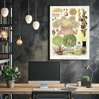 Great Barrier Reef Anemones Poster