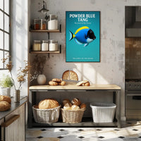 Powder Blue Tang The Jewel of the Ocean Poster PosterGoat