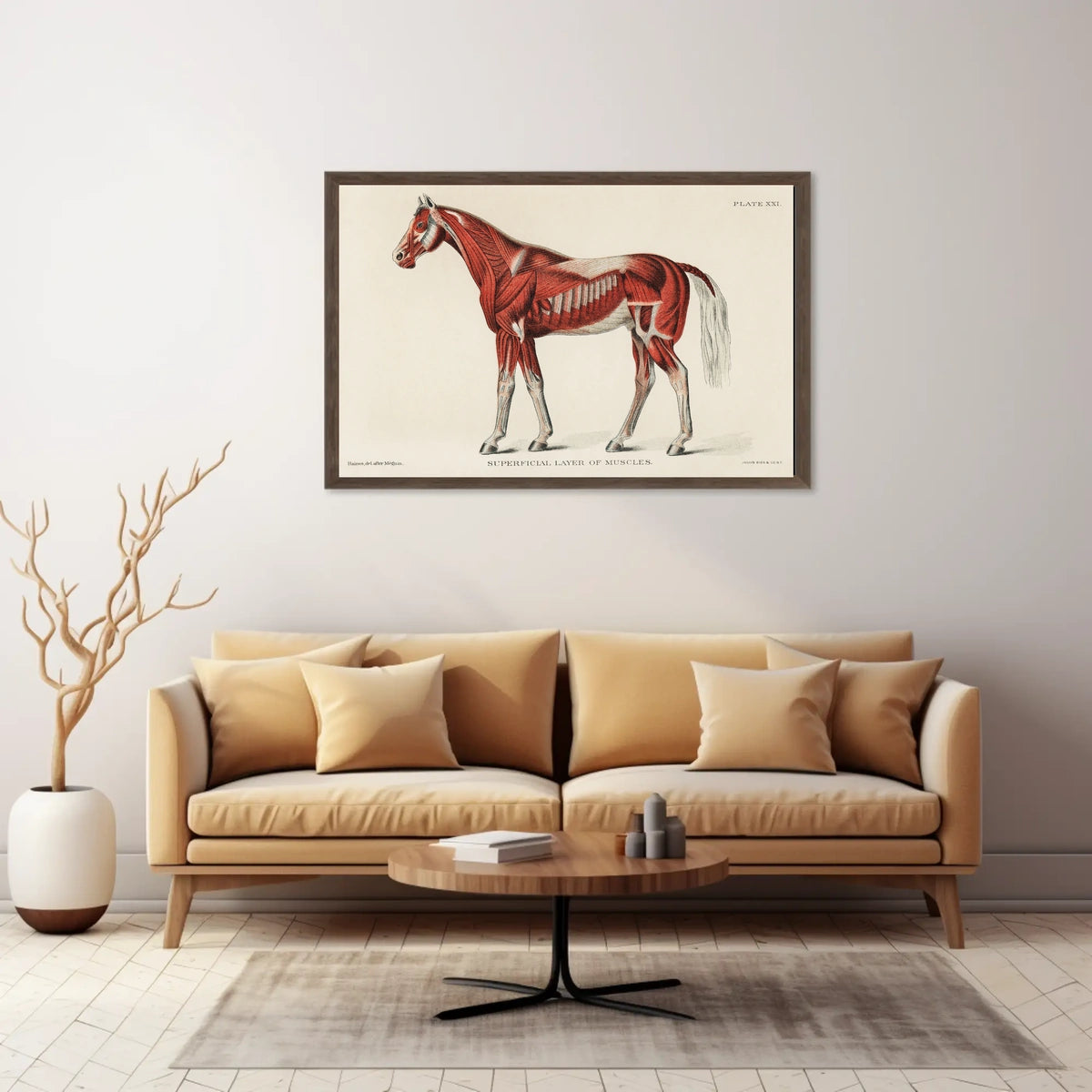 Equine Muscle Anatomy Vintage Educational Poster
