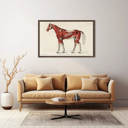 Equine Muscle Anatomy Vintage Educational Poster