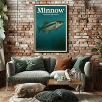 Minnow Phoxinus Phoxinus Poster
