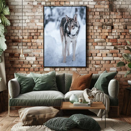 Winter Wolf In The Snow Poster