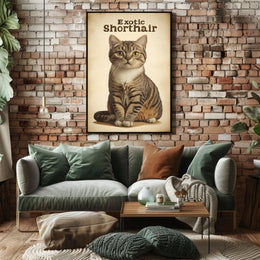 Exotic Shorthair Cat Portrait Photography Realism Poster