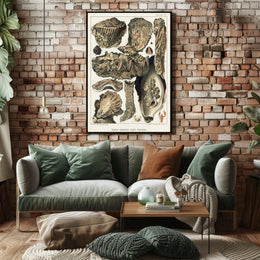 Great Barrier Reef Oysters Poster