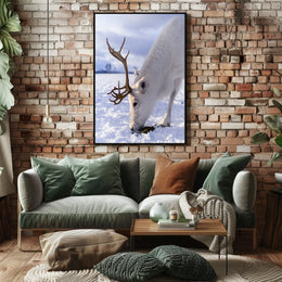 Majestic Reindeer In Snow Poster