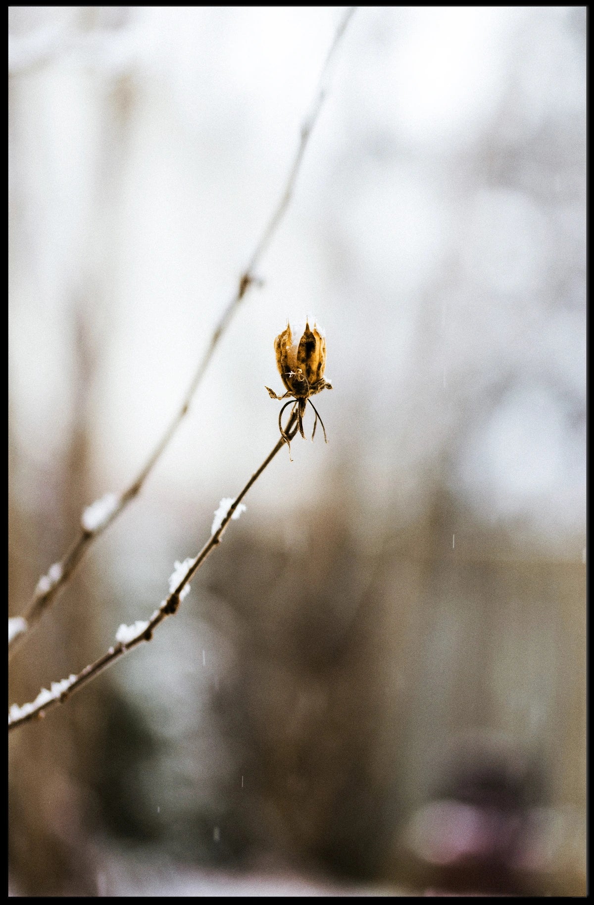 WinterS Embrace Poster