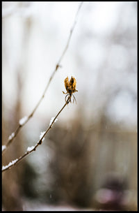 WinterS Embrace Poster