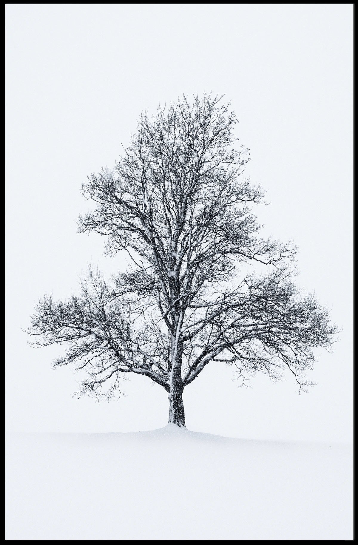 Solitary Winter Tree Poster