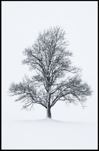 Solitary Winter Tree Poster