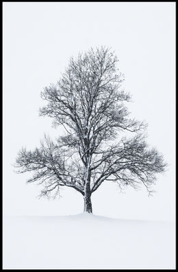 Solitary Winter Tree Poster
