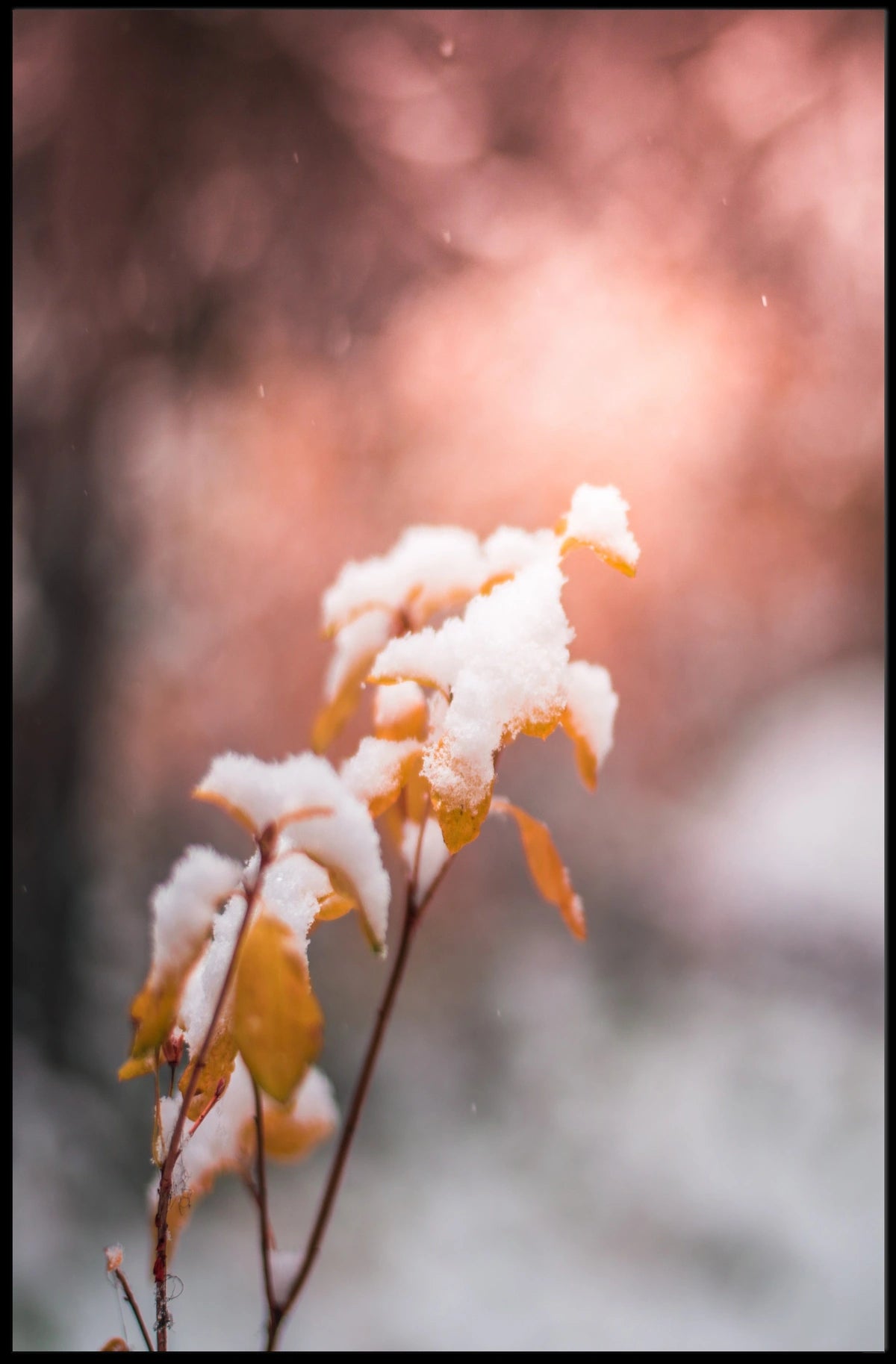 Snow-Kissed Autumn Leaves Poster
