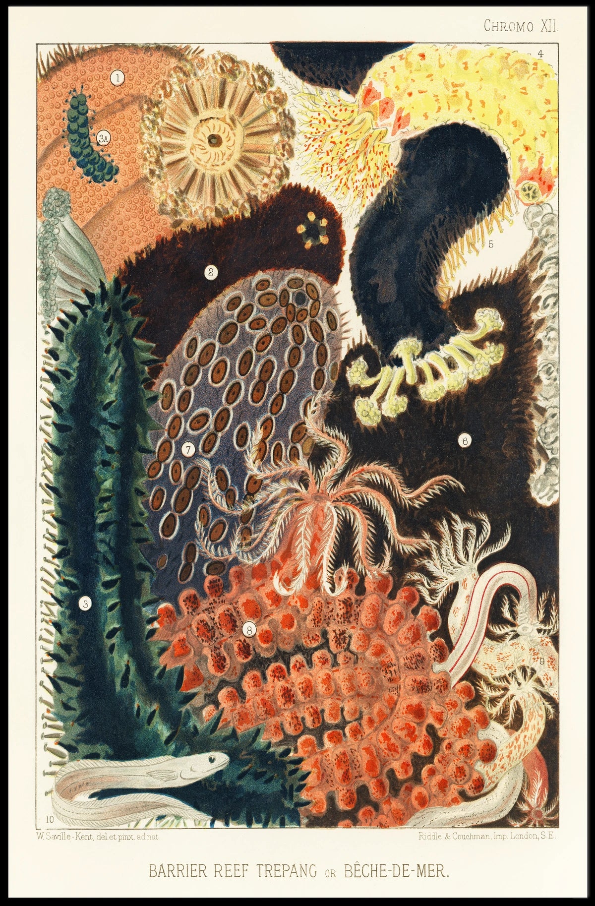 Barrier Reef Trepang Poster