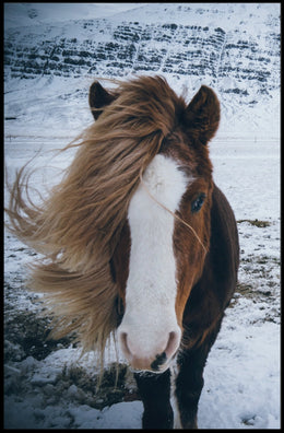Majestic Icelandic Horse in Winter Animal Poster